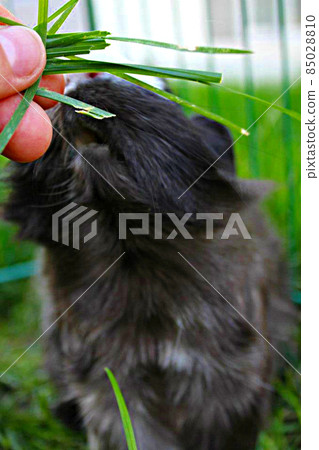 Black and White Guinea Pig Eating Grass 85028810