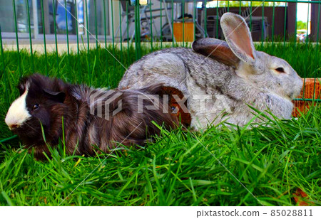A gray domestic rabbit with guinea pigs A gray domestic rabbit with guinea pigs 85028811