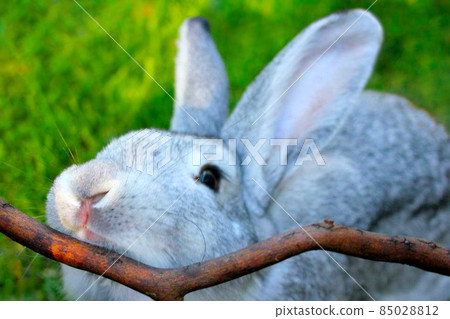 A gray rabbit close up with a stick A gray rabbit close up with a stick 85028812