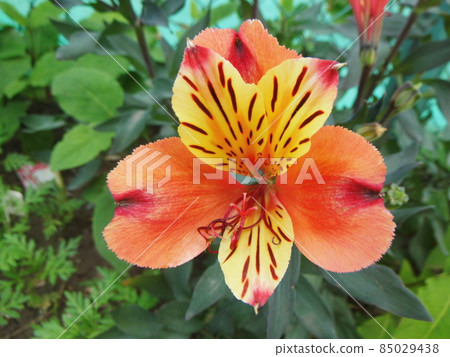 Close-up of orange alstroemeria flowers 85029438