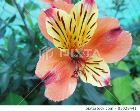 Close-up of orange alstroemeria flowers 85029441