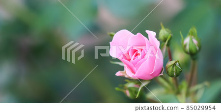 Soft pink rose Bonica with buds in the garden. Perfect for background of greeting cards for birthday, Valentine's Day and Mother's Day Soft pink rose Bonica with buds in the garden. Perfect for background of greeting cards for birthday, Valentine's Day and Mother's Day 85029954
