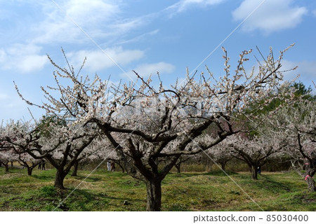 Kyoto Ayabe City Bairin Park Plum Blossoms 85030400