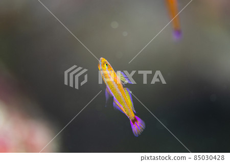 Aogihaze, Okinawa, Onna Village, Cape Maeda. 4 Aogihaze, Okinawa, Onna Village, Cape Maeda. 4 85030428