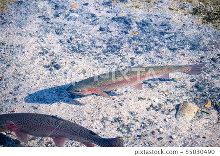 虹鱒魚在春天的池塘里游泳 85030490