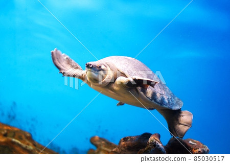 豬鼻龜 豬鼻龜 85030517