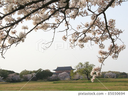 Overlooking the restored Daigokuden, which stands on the site of the vast Heijo Palace, over the cherry blossoms in full bloom 85030694