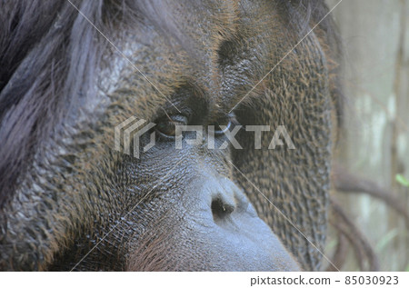 Orangutan face 85030923