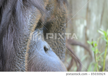 Orangutan face 85030924