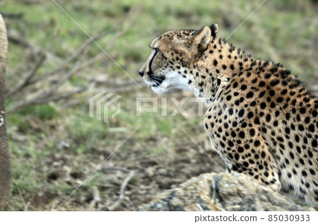  Cheetah 85030933