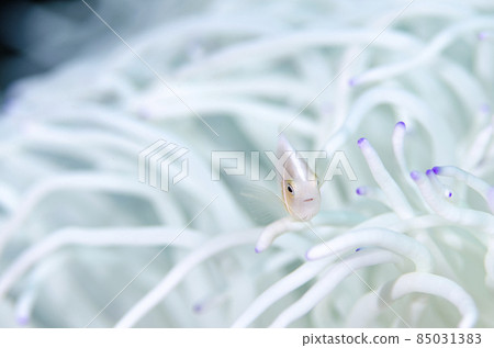 Anemonefish 和白海葵，沖繩，恩納村，萬座。2 85031383