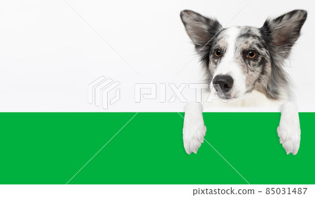 Up close you can see the dog's head with its paws on a green color imitating a sheet of paper. Purebred Border Collie dog in shades of white and black, and long and fine hair. An excellent herding dog 85031487