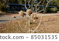Fruit fruit 85031535