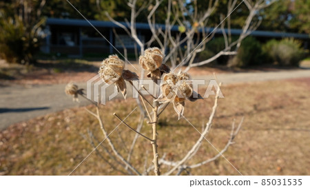 Fruit fruit 85031535