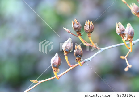 Seeds of Japanese stewartia 85031663
