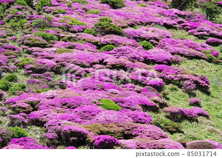 Oita Prefecture Miyama Kirishima blooming in Ogigana Oita Prefecture Miyama Kirishima blooming in Ogigana 85031714