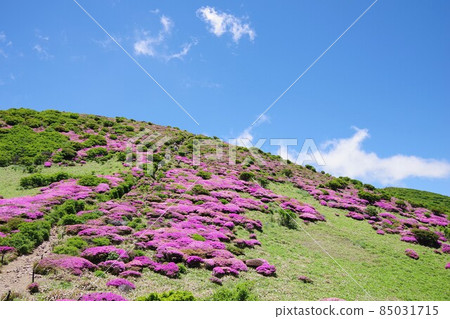 Oita Prefecture Miyama Kirishima blooming in Ogigana Oita Prefecture Miyama Kirishima blooming in Ogigana 85031715