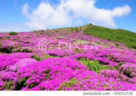 大分縣三山霧島在山頂盛開。 大分縣三山霧島在山頂盛開。 85031730