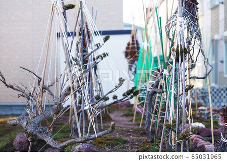 Winter preparation to protect garden trees from snow damage Winter fence Winter preparation to protect garden trees from snow damage Winter fence 85031965