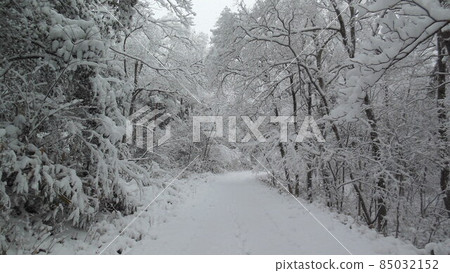 白雪皚皚的林道 白雪皚皚的林道 85032152