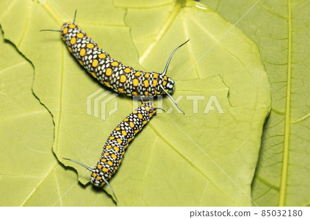 Marsdenia tomentosa 葉板栗虎幼蟲 Marsdenia tomentosa 葉板栗虎幼蟲 85032180