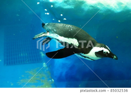 Cape Penguin Cape Penguin 85032536