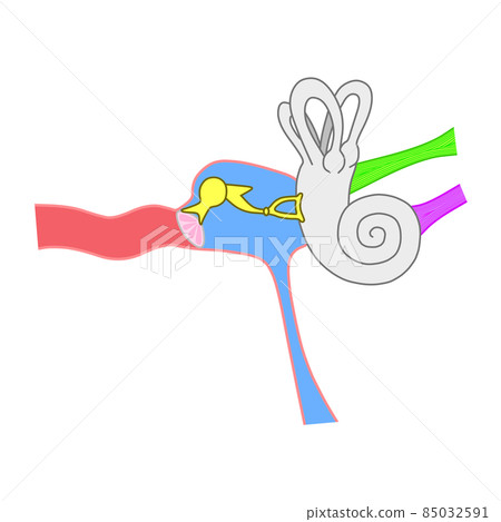 人耳內部結構（圖） 85032591