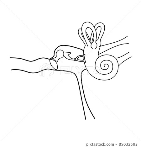 Internal structure of human ear (line drawing) 85032592