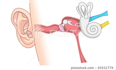 Internal structure of human ear (image) 85032779