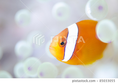 小丑魚和海葵,沖繩,恩納村,萬座。4 小丑魚和海葵,沖繩,恩納村,萬座。4 85033055