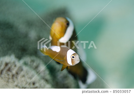 小丑魚,幼魚,沖繩,恩納村,萬座。1 小丑魚,幼魚,沖繩,恩納村,萬座。1 85033057