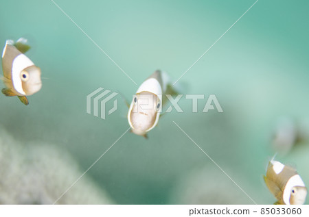 小丑魚,幼魚,沖繩,恩納村,萬座。3 小丑魚,幼魚,沖繩,恩納村,萬座。3 85033060