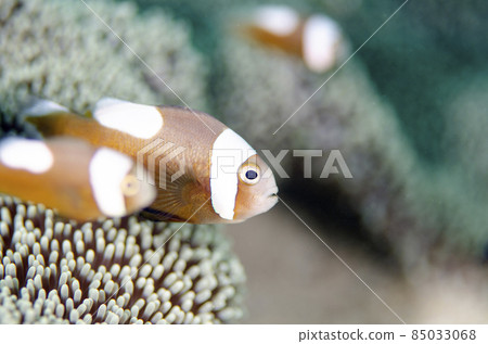 小丑魚,幼魚,沖繩,恩納村,萬座。10 小丑魚,幼魚,沖繩,恩納村,萬座。10 85033068