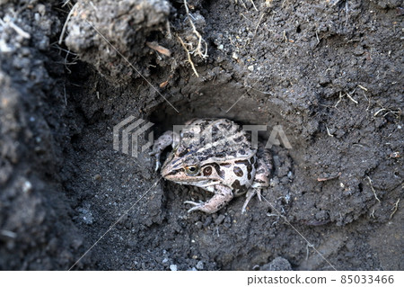 Hibernating frog, frog Hibernating frog, frog 85033466
