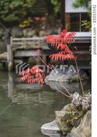 京都深秋侗園 Sochinkyo 和 Haze no Ki 京都深秋侗園 Sochinkyo 和 Haze no Ki 85033542