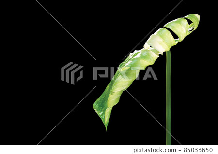 Monstera Thai Constellation leaf isolated on black background Monstera Thai Constellation leaf isolated on black background 85033650
