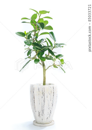 Implantation of Ficus Bengalensis 85033721