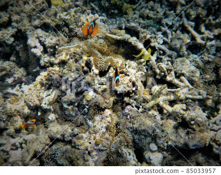 Beautiful coral on Miyakojima 85033957