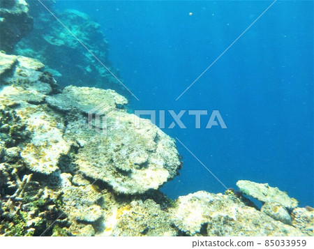 Coral in Shinshiro, Miyakojima 85033959