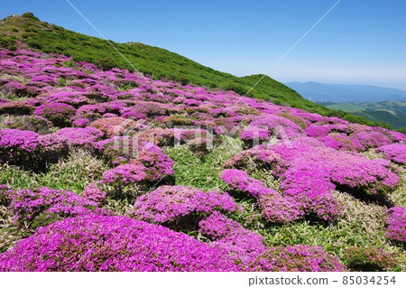 俯瞰大分縣荻假名山頂盛開的美山霧島 85034254