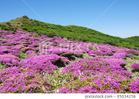 俯瞰大分縣荻假名山頂盛開的美山霧島 85034256