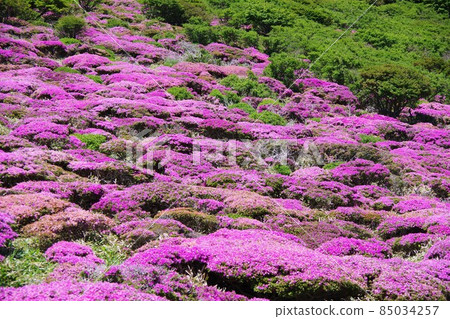 大分縣美山霧島盛開在荻假名 85034257