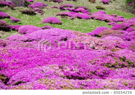 大分縣美山霧島盛開在荻假名 85034259