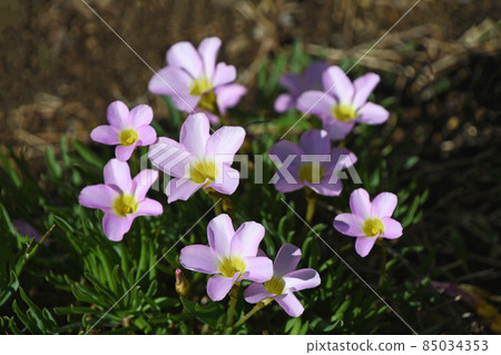 Oxyris pentaphila 85034353