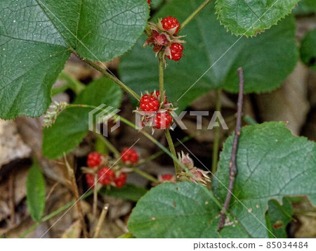 Rubus buergeri 配紅色水果 Rubus buergeri 配紅色水果 85034484