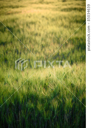 barley field in sunset , green wheat in warming evening light 85034639