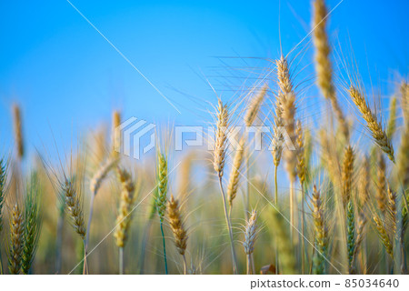 Golden ripe barley against blue sky background 85034640
