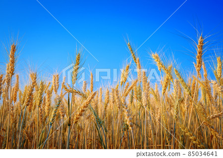 Golden ripe barley against blue sky background 85034641
