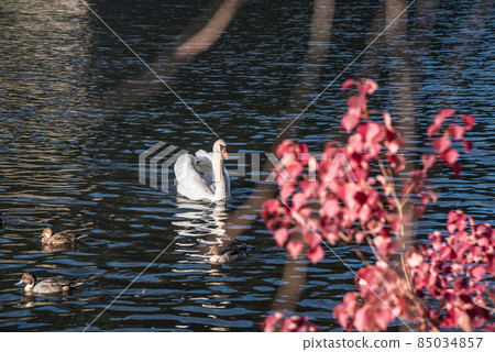 《Aichi Prefecture》 Nagoya Castle Swan 85034857