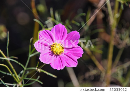 宇宙(秋天的櫻桃) 宇宙(秋天的櫻桃) 85035012